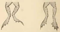 An illustration from The American journal of the medical sciences (1827)