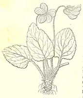 Picture 5 of 5 from The American journal of the medical sciences (1827), leaf 312