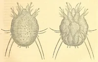An illustration from The American journal of the medical sciences (1827)