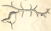 An illustration from The American journal of the medical sciences (1827)