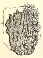 An illustration from The American journal of the medical sciences (1827)