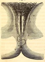 An illustration from The American journal of the medical sciences (1827)