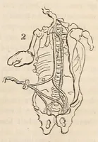 Picture 9 of 9 from The American journal of the medical sciences (1827), leaf 369
