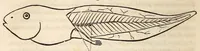 An illustration from The American journal of the medical sciences (1827)