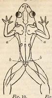 An illustration from The American journal of the medical sciences (1827)