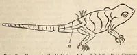 Picture 8 of 10 from The American journal of the medical sciences (1827), leaf 397
