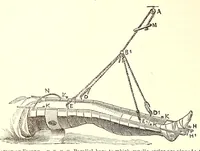 Picture 5 of 13 from The American journal of the medical sciences (1827), leaf 112