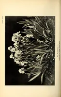 An illustration from American journal of pharmacy (1835)