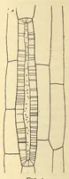 An illustration from American journal of pharmacy (1835)