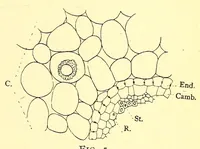 An illustration from American journal of pharmacy (1835)
