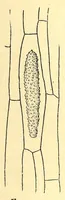 An illustration from American journal of pharmacy (1835)
