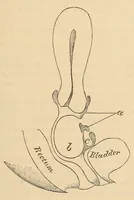 An illustration from The American journal of the medical sciences (1827)