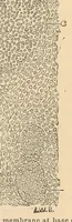 An illustration from The American journal of the medical sciences (1827)