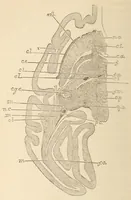 An illustration from The American journal of the medical sciences (1827)