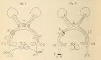 Picture 10 of 17 from The American journal of the medical sciences (1827), leaf 80