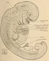 An illustration from The American journal of the medical sciences (1827)