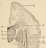 An illustration from The American journal of the medical sciences (1827)