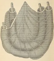 Picture 2 of 11 from The American journal of the medical sciences (1827), leaf 44