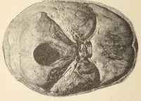 An illustration from The American journal of the medical sciences (1827)