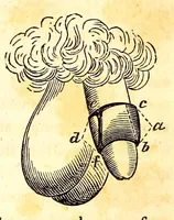 Picture 2 of 16 from The American journal of the medical sciences (1827), leaf 59
