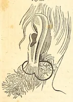 An illustration from The American journal of the medical sciences (1827)