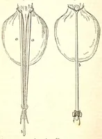 An illustration from The American journal of the medical sciences (1827)