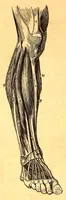 An illustration from The American journal of the medical sciences (1827)