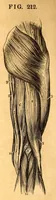 An illustration from The American journal of the medical sciences (1827)