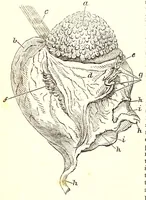 An illustration from The American journal of the medical sciences (1827)