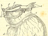 An illustration from The American journal of the medical sciences (1827)