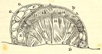 An illustration from The American journal of the medical sciences (1827)