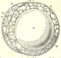 An illustration from The American journal of the medical sciences (1827)