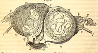 An illustration from The American journal of the medical sciences (1827)