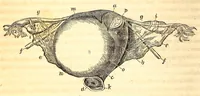 An illustration from The American journal of the medical sciences (1827)