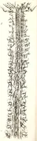 An illustration from The American journal of the medical sciences (1827)