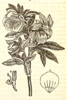 Picture 7 of 7 from The American journal of the medical sciences (1827), leaf 461