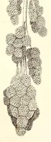 An illustration from The American journal of the medical sciences (1827)