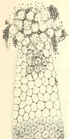 Picture 4 of 12 from The American journal of the medical sciences (1827), leaf 31