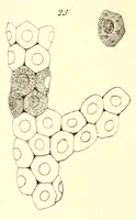 An illustration from The American journal of the medical sciences (1827)