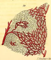 An illustration from The American journal of the medical sciences (1827)