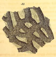 An illustration from The American journal of the medical sciences (1827)