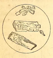 Picture 12 of 14 from The American journal of the medical sciences (1827), leaf 384
