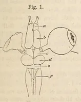 An illustration from The American journal of the medical sciences (1827)