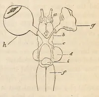 An illustration from The American journal of the medical sciences (1827)