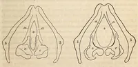 An illustration from The American journal of the medical sciences (1827)