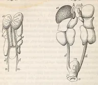 An illustration from The American journal of the medical sciences (1827)