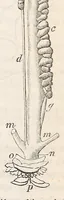 An illustration from The American journal of the medical sciences (1827)