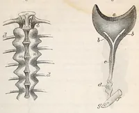 An illustration from The American journal of the medical sciences (1827)