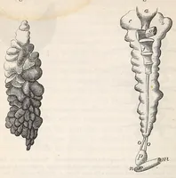 An illustration from The American journal of the medical sciences (1827)