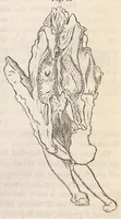 An illustration from The American journal of the medical sciences (1827)